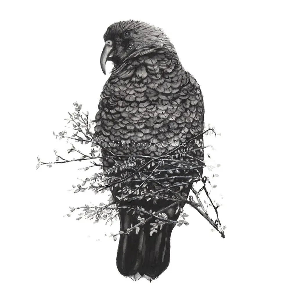 Kea | NZ Alpine Parrot - Pen Ink & Watercolour