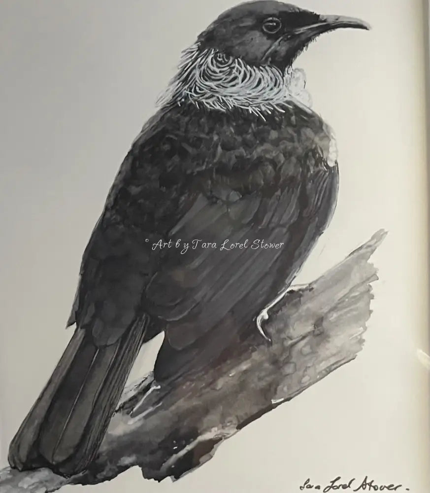 Tui Bird - Original - Pen & Ink